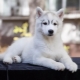 Characteristics and maintenance of husky puppies 3 months old