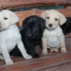 Characterization and care of Labrador puppies 1 month old