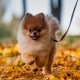 Characteristics, Pros and Cons of the Spitz Breed