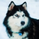 Husky: characteristics, varieties and cultivation