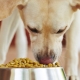 How and how to feed a domestic dog at home?