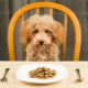 How and what to feed a poodle with?