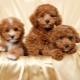 How and how to feed a toy poodle?
