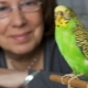 How to teach a budgerigar to speak?