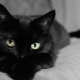 What to name a cat and a cat of black color?