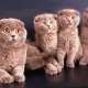 What to name a cat and a cat of the Scottish fold breed?