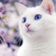 What to name a cat and a white cat?