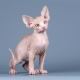 What to name a sphynx cat?