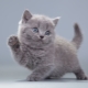 What to call a gray kitten: a list of names for cats and cats