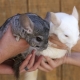How to determine the gender of a chinchilla?