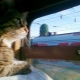How to transport cats on a train?