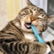 How to brush a cat’s teeth at home?