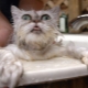How to bathe a cat?