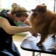 How to cut pomeranian spitz?
