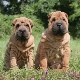 How to raise sharpei?
