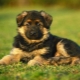 How to choose a German Shepherd puppy?