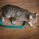 How to train a cat to a tray in a new place?