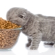 What is the feed rate for a kitten per day?