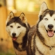 Which breeds of dogs look like huskies?