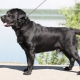 Dwarf Labrador: what does it look like and how to care for it?