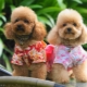 Dwarf poodle: color variations, breed features and content