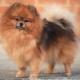 Dwarf Spitz: breed description, pros and cons, content