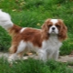 Cavalier King Charles Spaniel: everything you need to know about a dog breed