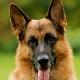 When do the ears of a German shepherd stand?
