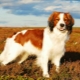 Coikerhondje: description of the breed and features of keeping dogs