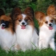 Continental Toy Spaniel: features and content tips
