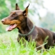 Brown Dobermans: color and care features
