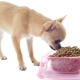 Chihuahua food: manufacturers rating and features of choice