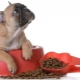 Food for the French bulldog: what are and how to choose?