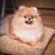 Feeding and caring for a Pomeranian spitz