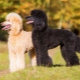Royal Poodle: color variations, character traits and training