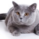 Shorthair Scottish cat: breed description and content