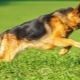 Shorthair German Shepherd Dogs: description and features of care
