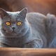 Shorthair cat breeds: types, selection and care features