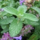 Catnip: what is it and how does the plant affect cats?