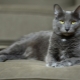 Cat Korat: origin, characteristics, care