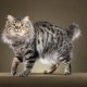 Bobtail cats: characteristics, colors and care
