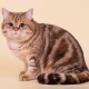 Tabby cats: pattern features on wool and a list of breeds