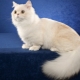 Cats of breed Napoleon: description and features of care