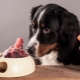 Bones for dogs: which can and should not be fed?