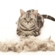 The cat molt strongly: causes and solutions