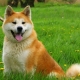 Beautiful and funny nicknames for Akita Inu