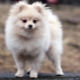 Cream Spitz: color features, puppy keeping conditions