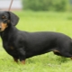 Rabbit dachshund: types and rules of keeping