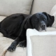 Labrador in the apartment: pros and cons, the rules of maintenance