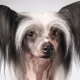 Hairless Chinese crested dog: description and conditions for its maintenance